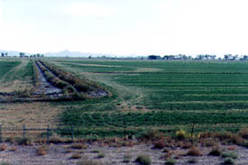 Lovelock Alfalfa Farm